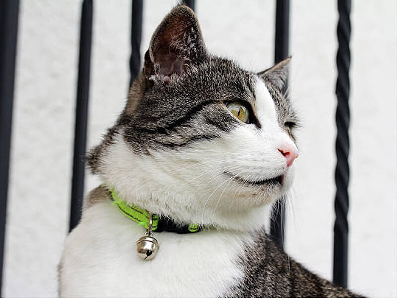 COLLARS