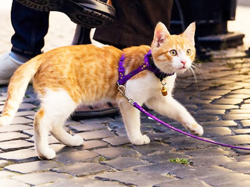 HARNESSES